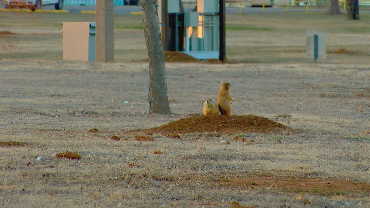 Prairie Dog Population Control Efforts Spark Controversy in Elmer Thomas Park