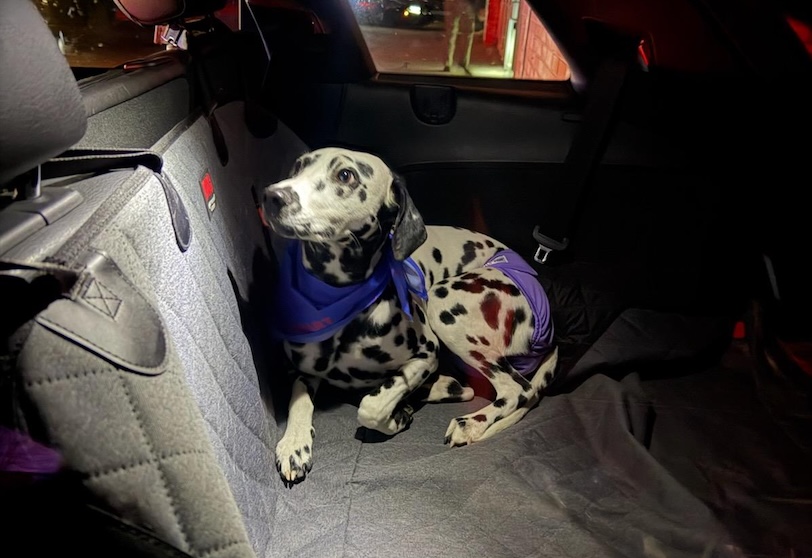 Oklahoma Highway Patrol helps reunite stolen vehicle and Dalmatian with owner